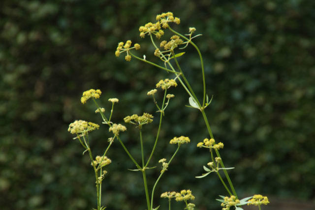 Foeniculum vulgareVenkel bestellen